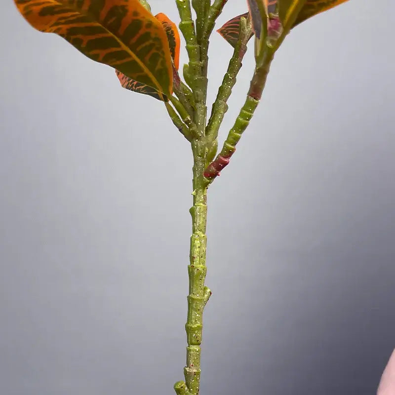 Premium Ficus Verde Ricaly | Árvore Artificial | cróton planta caule Jardinagem Compre