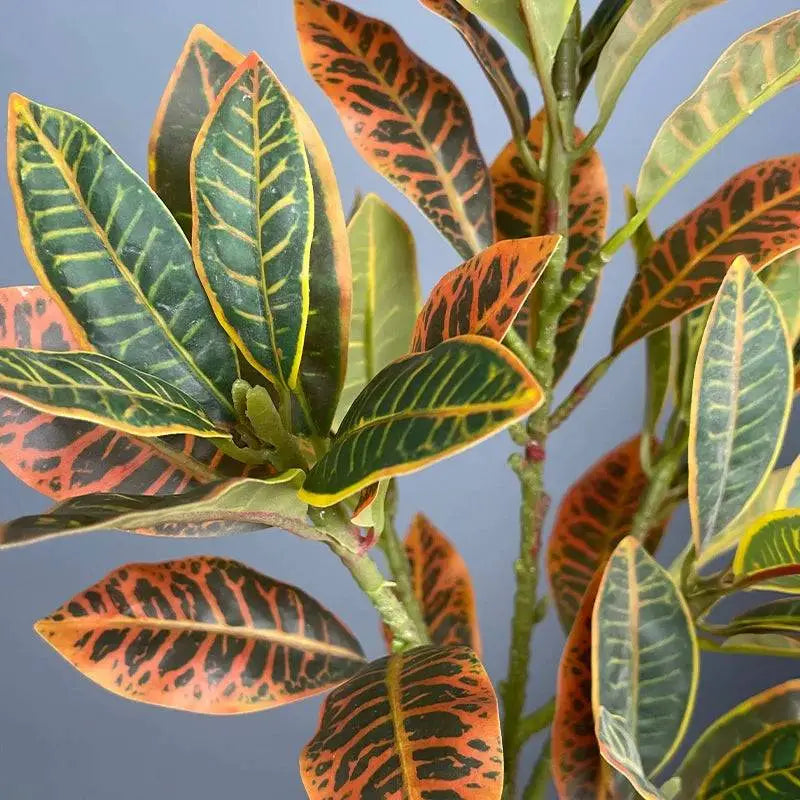 Premium Ficus Verde Ricaly | Árvore Artificial | variegado cróton planta Jardinagem Compre